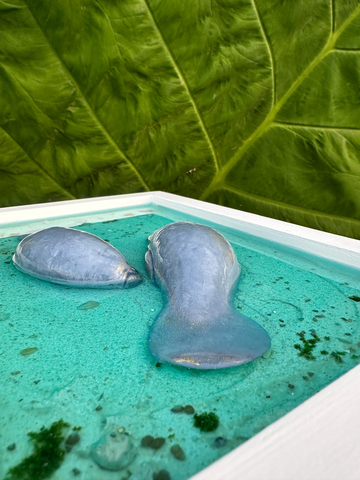 Blue Spring Collection - Framed Manatee Lovers